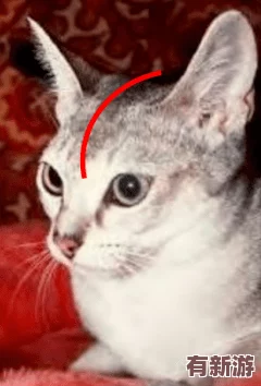 **猫视频站