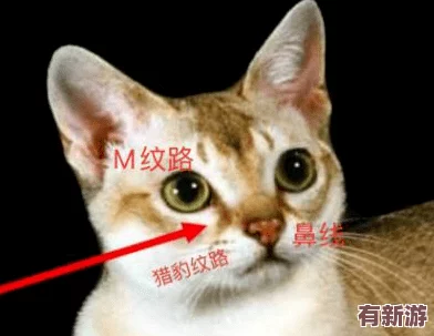 **猫视频站