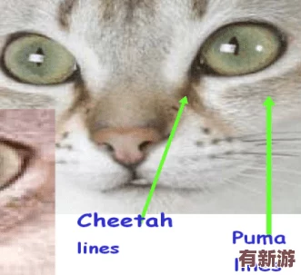 **猫视频站