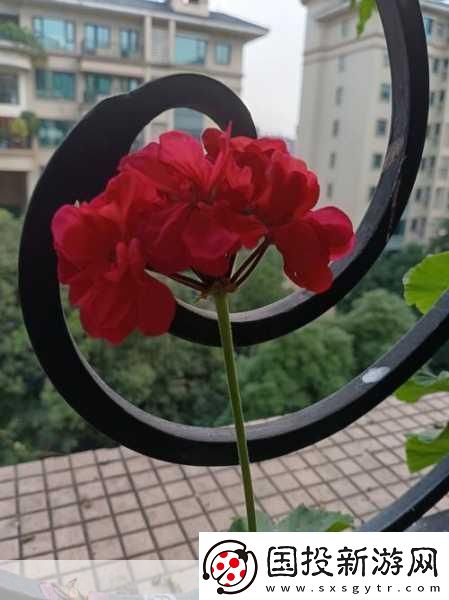 老公亲我的小花园最火的一句内容停更