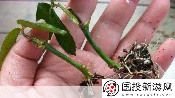 扦插过程视频
