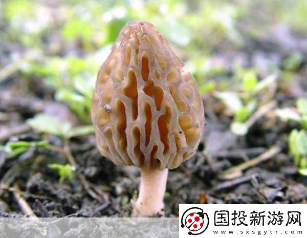 老牛嫩草一二三产品区别蘑菇视频