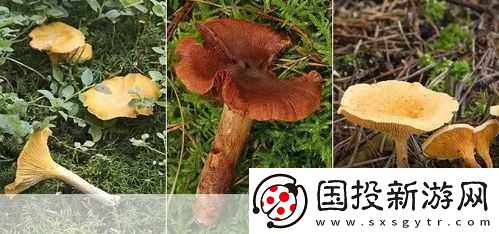 老牛嫩草一二三产品区别蘑菇视频：1.-老牛嫩草：揭秘蘑菇视频的独特风味与营养