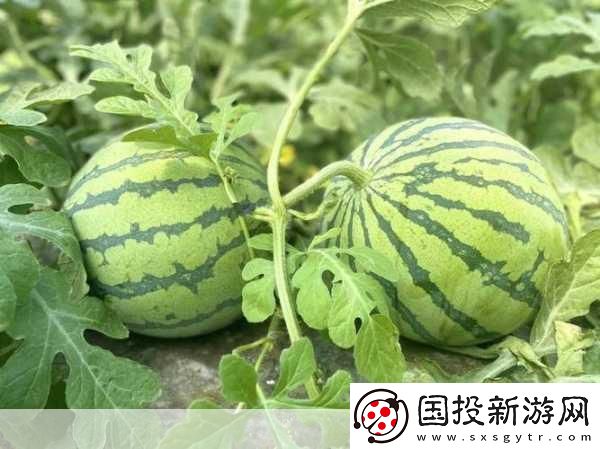 51吃瓜今日热门大瓜与2021国产站重合