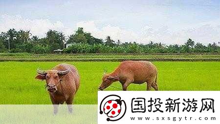 老牛嫩草一二三产物辨别