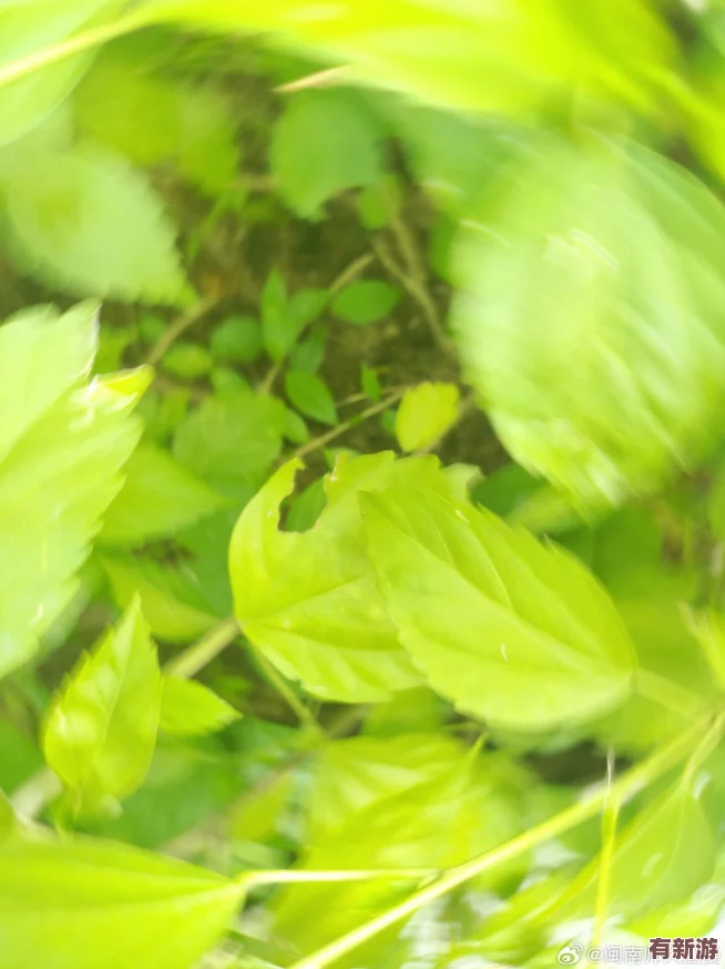 嫩叶草秘密秘