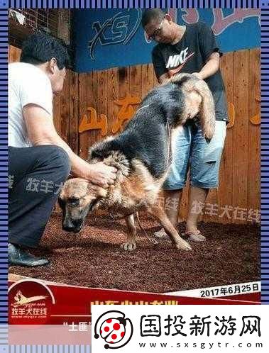 狗配人怎样配