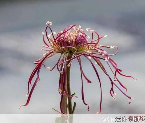 错一道题在菊花里放一支笔