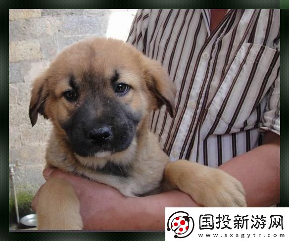东北巨犬蜕变记