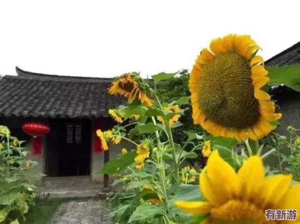 草莓丝瓜向日葵