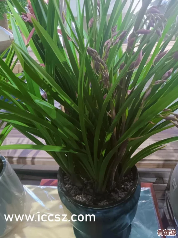 末发育姣小XXXXX免费