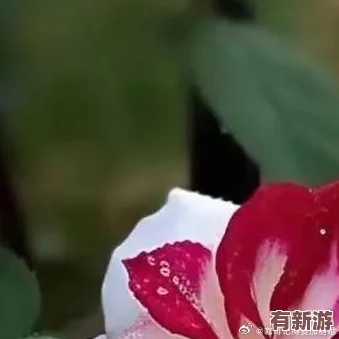 红桃视频.51.COm