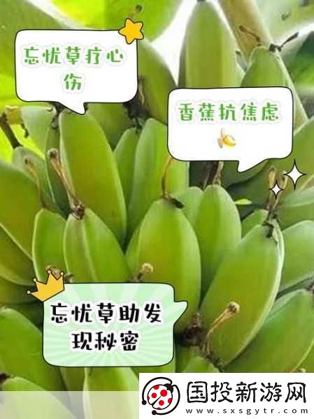 香蕉与忘忧草