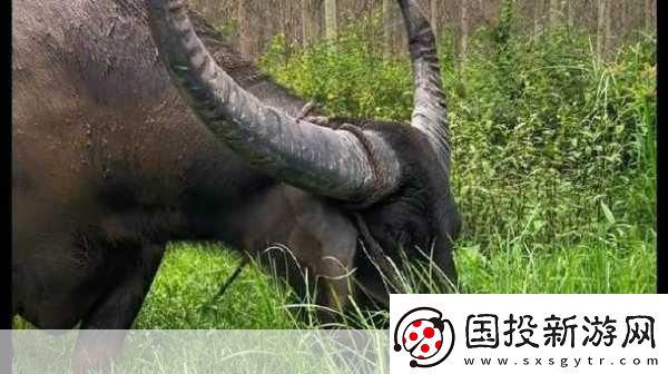 水牛影院