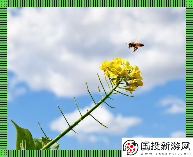 蜜蜂云