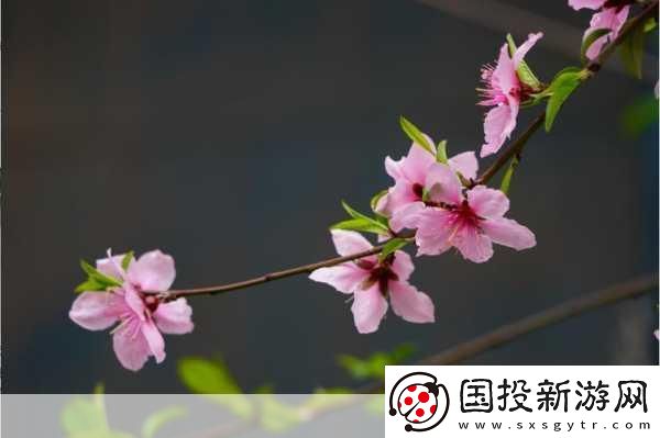桃花社区