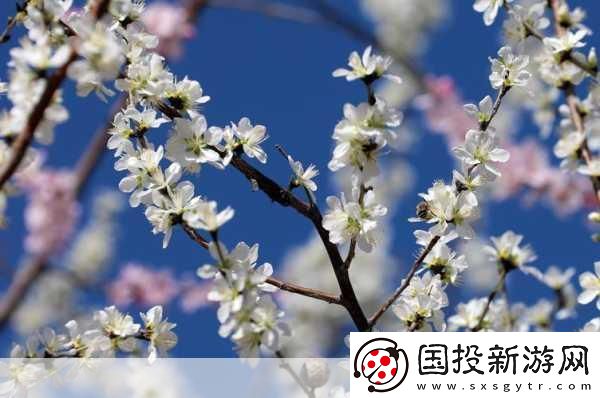 桃花社区