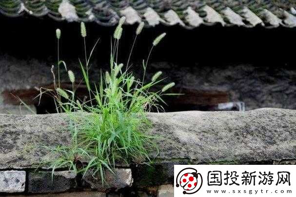 全家一杆大枪草