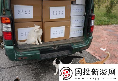 永恒之塔携手玩家登陆“上海猫岛”参与公益项目关爱社区流浪猫
