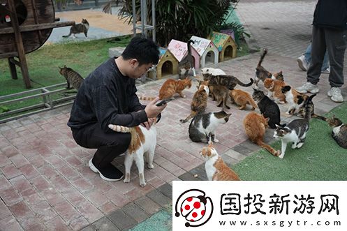 永恒之塔携手玩家登陆“上海猫岛”参与公益项目关爱社区流浪猫