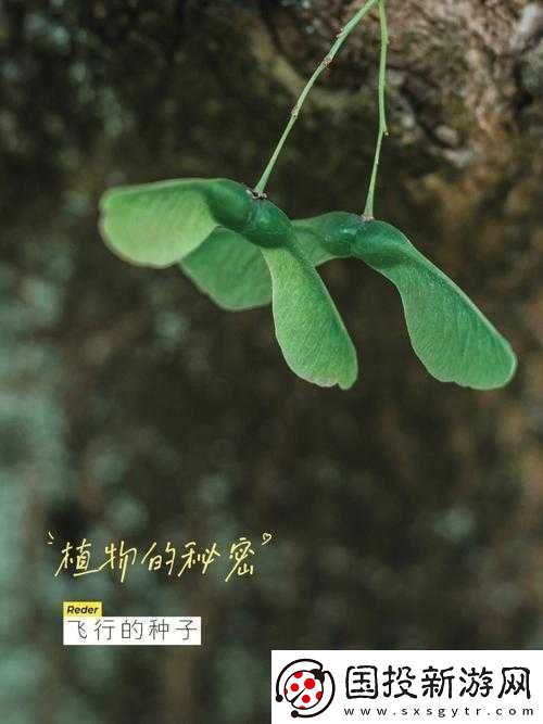 三叶草