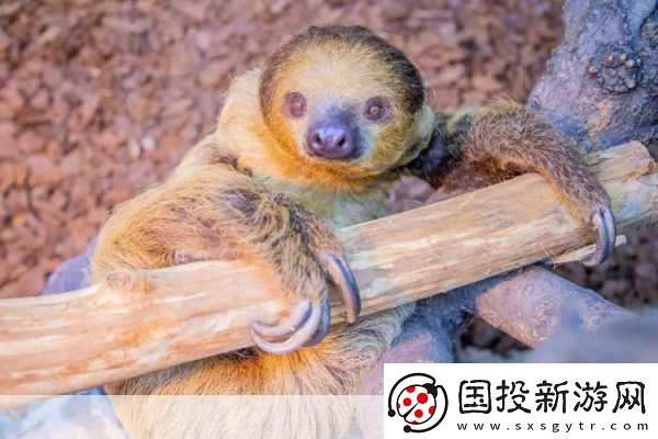 动物朋友大观园新情报曝光萌宠世界等你探索！