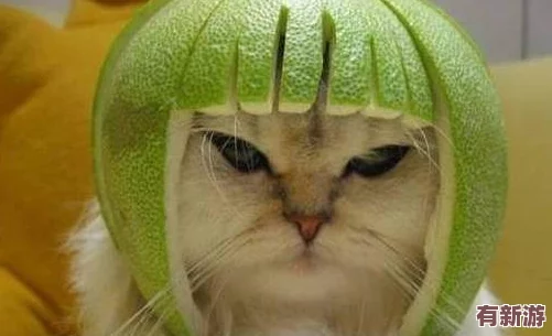 糖心柚子猫