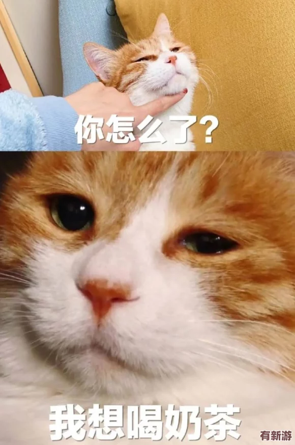 糖心柚子猫