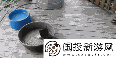 求猫咪最新地域名