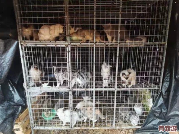 猫咪www最新地域网名怎么取