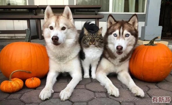 猫咪www最新地域网名怎么取