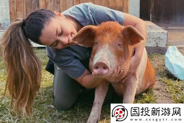 猪的生活秘密