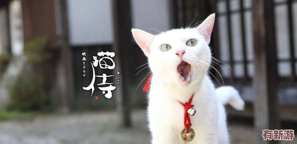糖心柚子猫