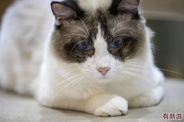 猫咪成人地域网名怎么取