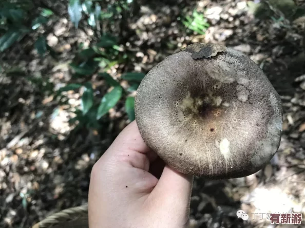 17c555黑料蘑菇