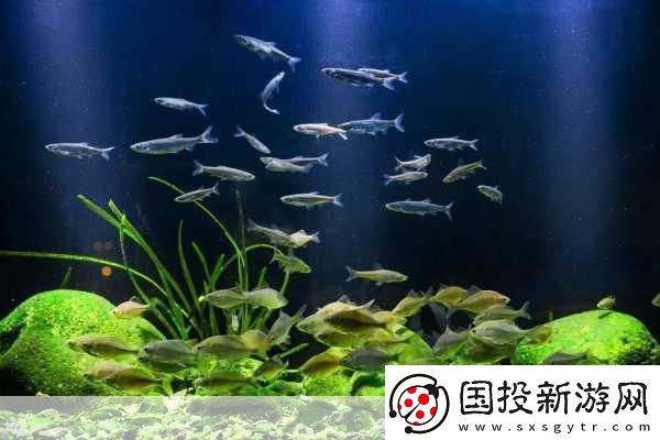 篮球队的公共玩具正伟