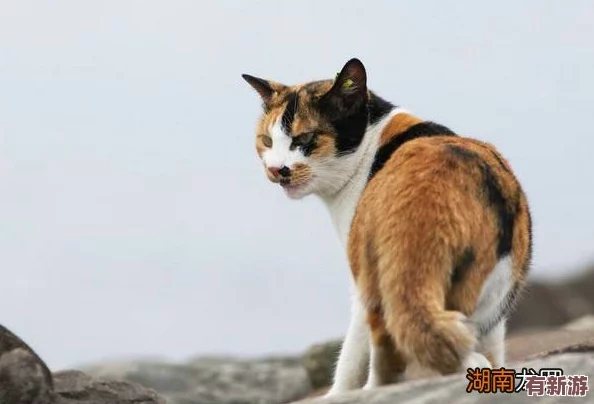猫咪成人地域网名怎么取