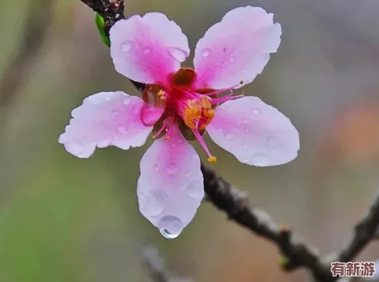 桃花师