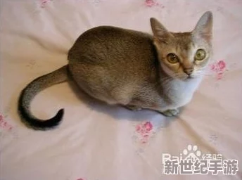 小黄猫传媒