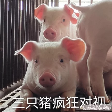 在＂人or猪or狗＂中探寻生命本质