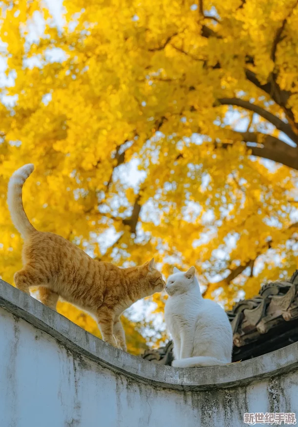 “小**
