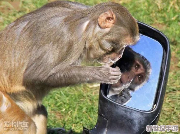 两个人生猴子的全过程不盖被子