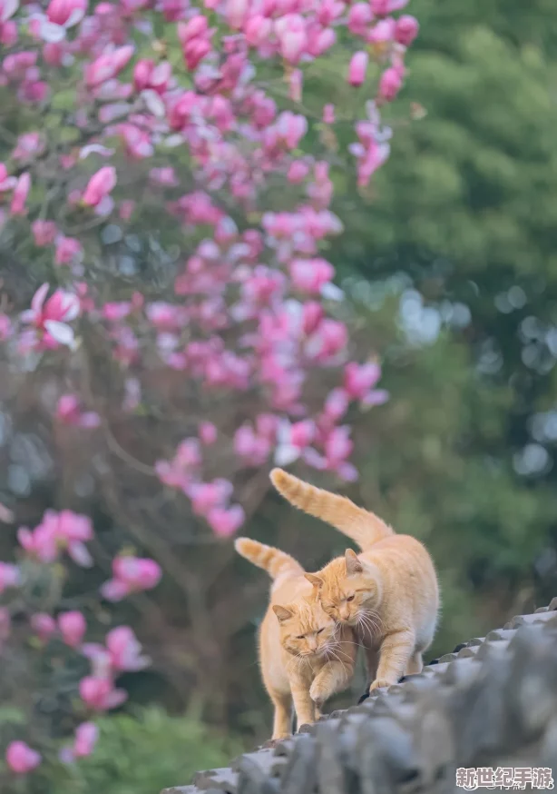 “小**