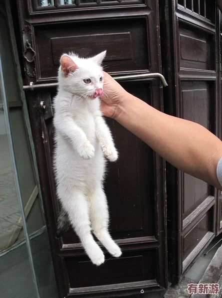 yuzukitty柚子猫的作品特点