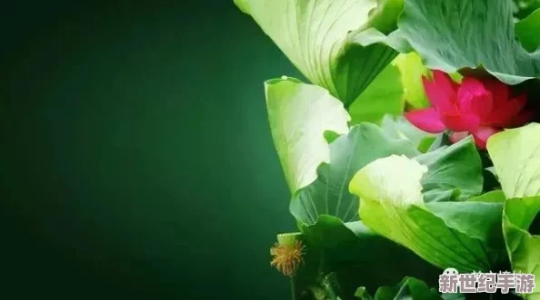 千层莲花裹茎术怎么练