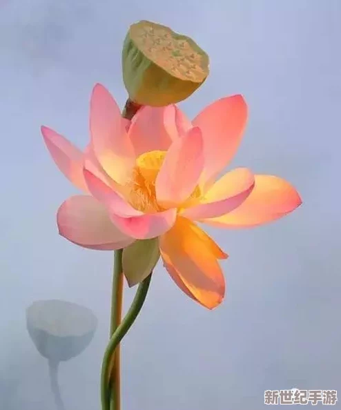 千层莲花裹茎术怎么练