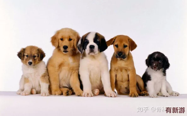 我的狗老公拉婆婆一起贴吧