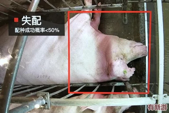 人猪又细又长像钻头一样
