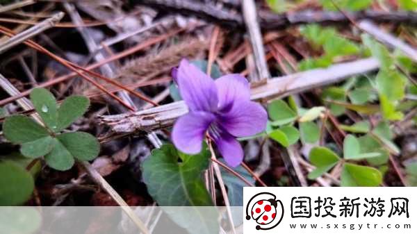 野花社区在线视频**