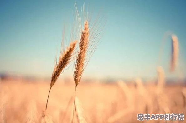 高效掌握一小时人生
